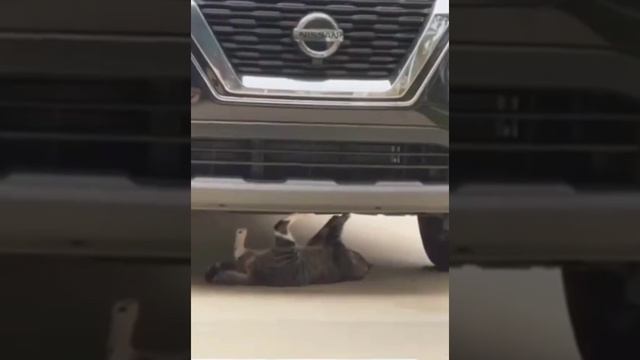 За дело взялся профессионал ?