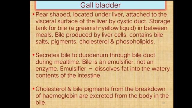 Introduction of GIT in Medical Physiology for medical students смотреть онлайн