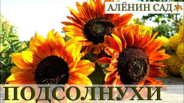 Как вырастить подсолнухи / Sunflowers