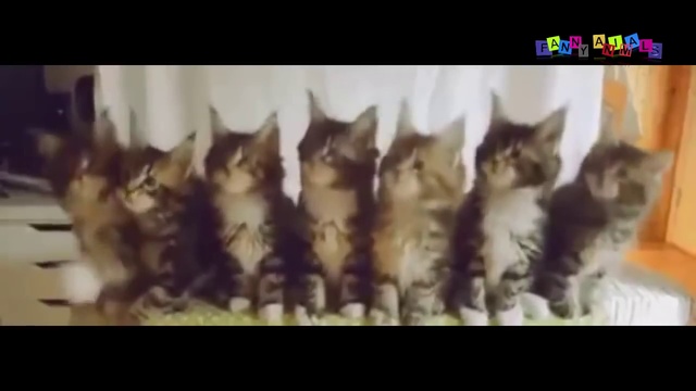 Просто приколы с котанами. Нарезка #4. смотреть онлайн