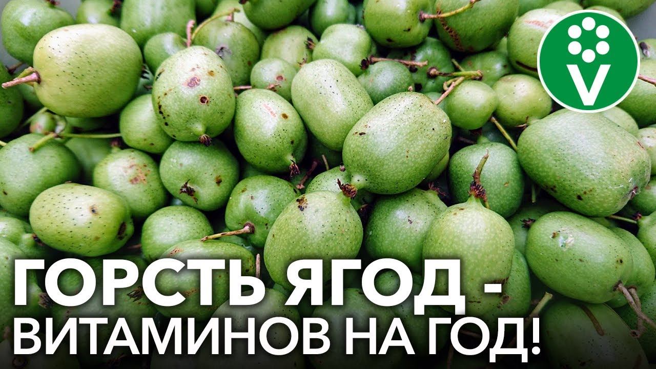 АКТИНИДИЯ КОЛОМИКТА - ягода со вкусом киви и ананаса в саду! Все о выращивании актинидии смотреть онлайн