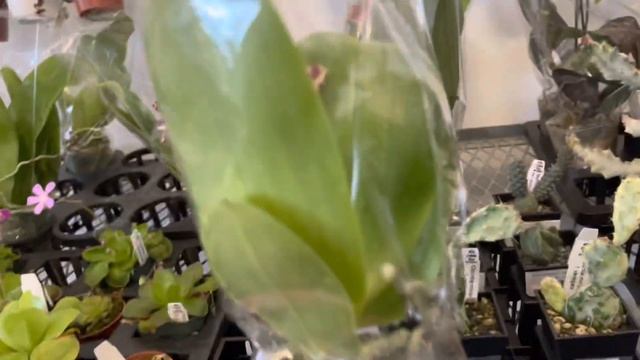 Hoya shopping @ TOCRAFTANDBOTANICAL (Hoya Plants ?) смотреть онлайн