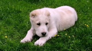 Прогулка по питомнику. Воспитание малышей САО, выпуск 5