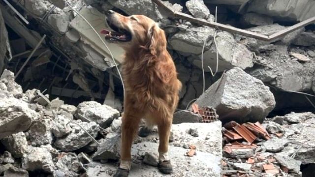 Пес искал хозяина под завалами после землетрясения. Но когда нашел – заплакал! смотреть онлайн