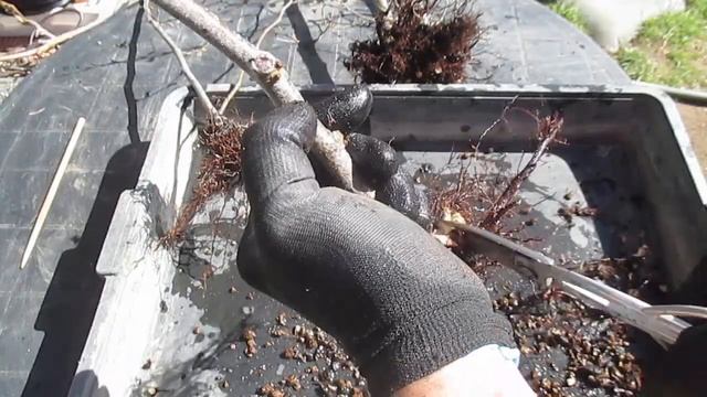 TRASPLANTE CARPE COREANO  ֍ YOSE-UE DE CARPINUS TURCZANINOVII 2021