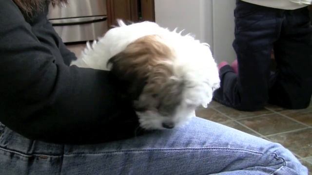 Renny, the Coton de Tulear смотреть онлайн