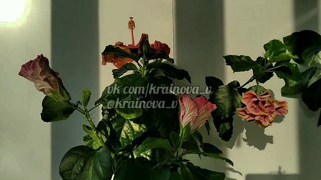 Роспуск гибискусов.🌺 смотреть онлайн