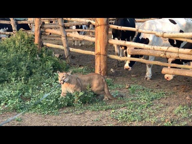 Месси в гостях на ферме.