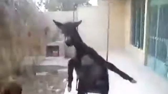 осёл кайфует на качели под такжикские песни смотреть онлайн