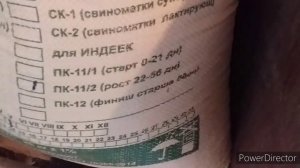 Индюшата Северокавказская и Белая Широкогрудая/ Индюшатам 1 месяц //Содержание Индюшат