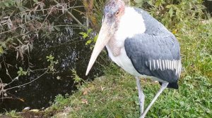 Африканский марабу Marabou stork