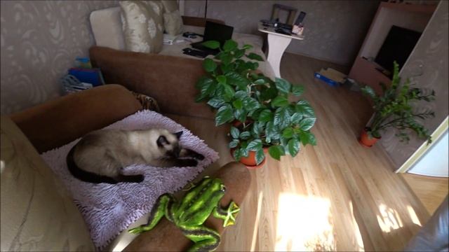 Внеплановая стрижка. Захотела и подстриглась. смотреть онлайн