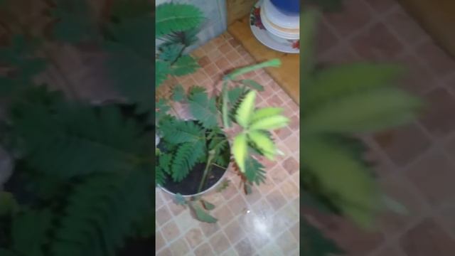 Мимоза стыдливая с Алиэкспрэсс смотреть онлайн