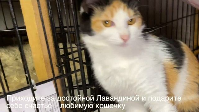 ЛАВАНДИНА смотреть онлайн