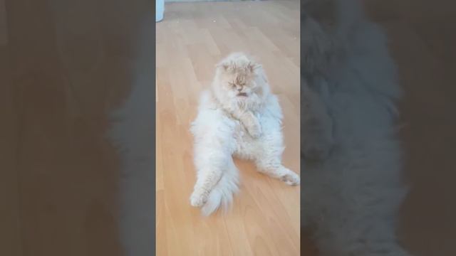 Кот перс-Зевс,11 лет смотреть онлайн