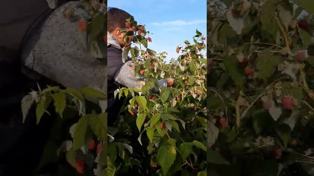 Сорт малины Жаклин, Джоан Джей, Химба Топ и Зюгана. смотреть онлайн