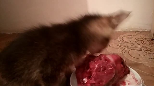 Очаровательный милый котёнок в добрые руки. смотреть онлайн