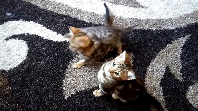 Тильда, Матильда и Козявочка смотреть онлайн