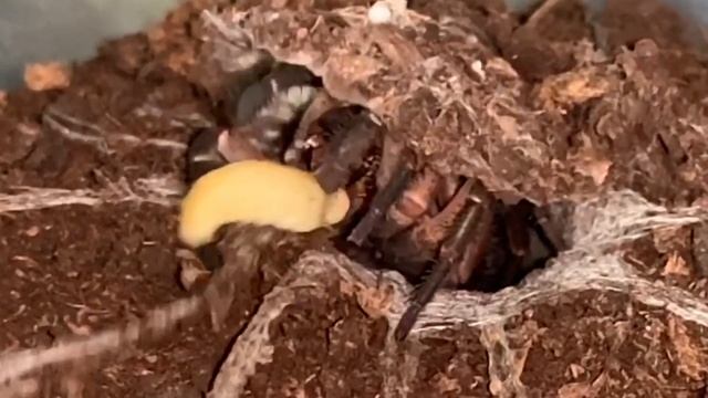 Liphistius cf ornatus feeding. Please see pinned comment. смотреть онлайн