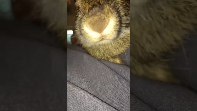 Fastest raping rabbit (rap god) смотреть онлайн