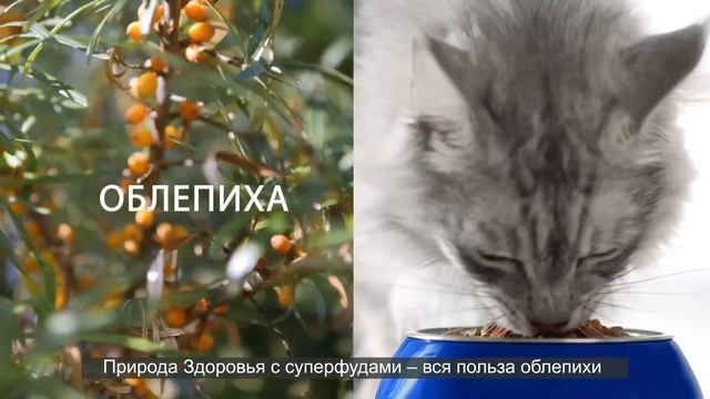 Новинка Purina ONE®. Природа Здоровья с Cуперфудами