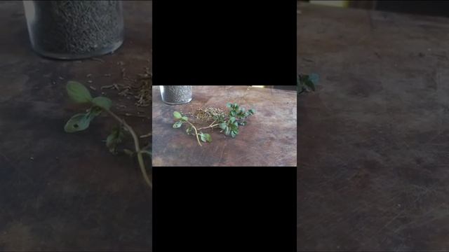 All about Thyme (Thymus vulgaris)