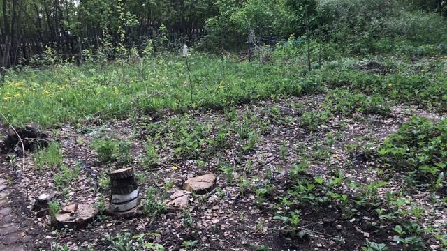 Выкопали диско-дерево. Делаю дорожки из спила смотреть онлайн