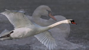 ЛЕБЕДИНАЯ ВЕРНОСТЬ - ВЛАДИМИР ЗАХАРОВ