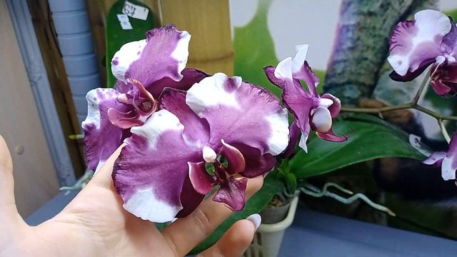 Цветение Phal. Fuller's Sunshine (Орхидеи Обнинск)