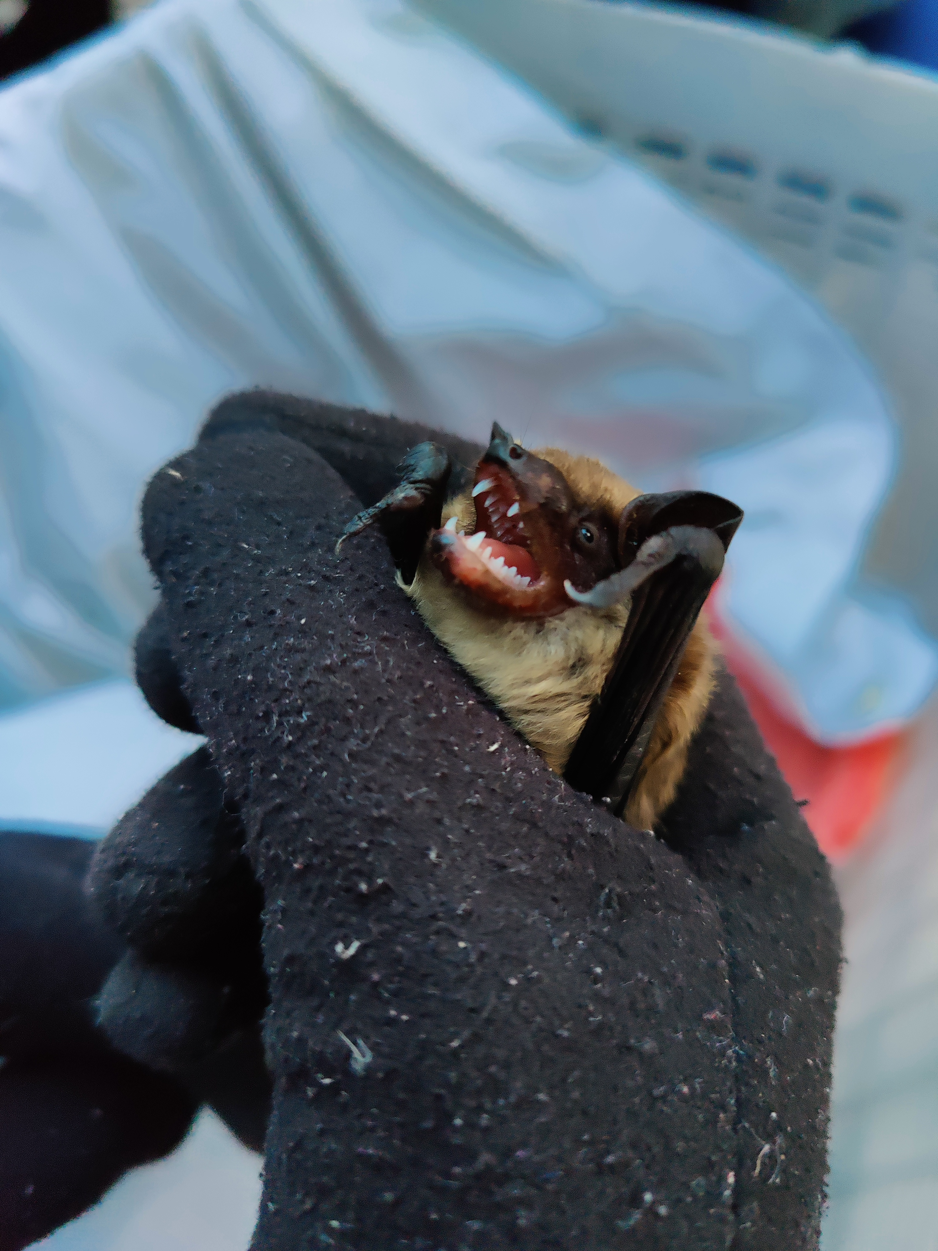 Луганские кровопийцы