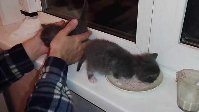 Буся и Буян начали есть самостоятельно паштет🐱 смотреть онлайн