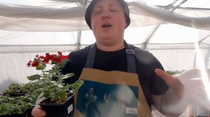 Чем накормить петунию?//Новые схемы!