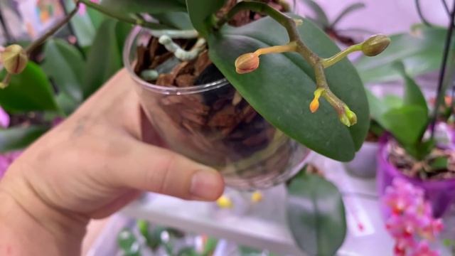 ОРХИДЕИ на 12 полках ОБЗОР 4 СТЕЛЛАЖЕЙ с орхидеями смотреть онлайн