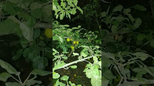 Экологически чистые #яблоки? #плодожорка #яблони #садоводство #огород #садогород #переселенцы смотреть онлайн