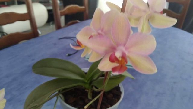 Fleurs de phalaenopsis blanche rose et orange смотреть онлайн
