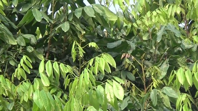 Clip test máy quay Sony HDR-PJ530 смотреть онлайн