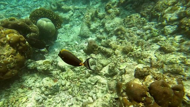 Подводные Мальдивы. Серия 1.