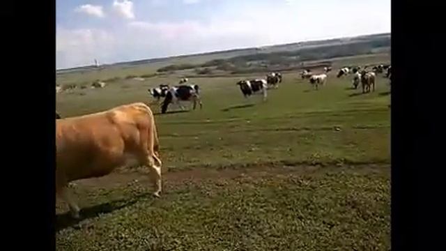 ОПТОВАЯ ПРОДАЖА КРС ЖИВЫМ ВЕСОМ 89656176005 ООО КамАгро +7 965 617 60 05 Звоните! смотреть онлайн