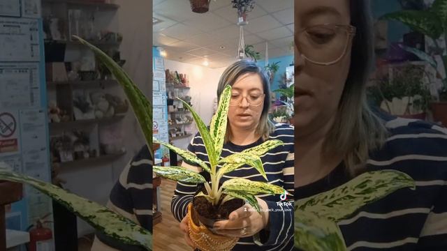 Aglaonema Matcha Lemon care tips смотреть онлайн