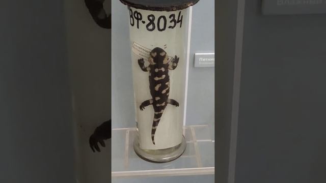 #shorts Пятнистую саламандру есть не рекомендуется! смотреть онлайн