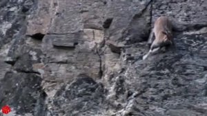 Откройте тайну снежного барса | как снежный барс на охоте