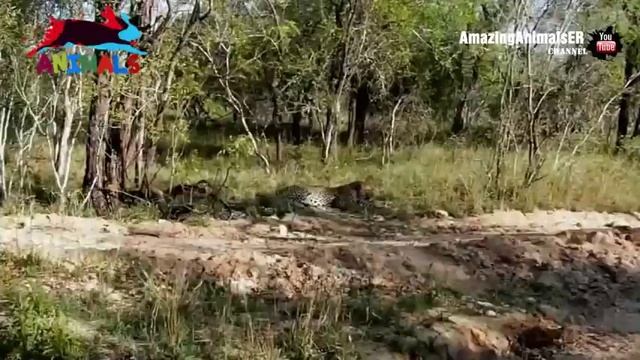 Леопард на охоте Невероятный прыжок смотреть онлайн