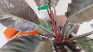 Филодендрон империал ред