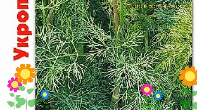 Укроп обильнолистный Элефант. Краткий обзор, описание характеристик anethum Elefant смотреть онлайн