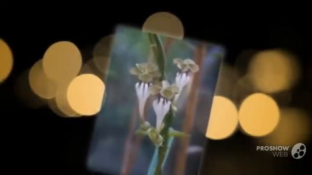 Ceropegia - garden plants смотреть онлайн