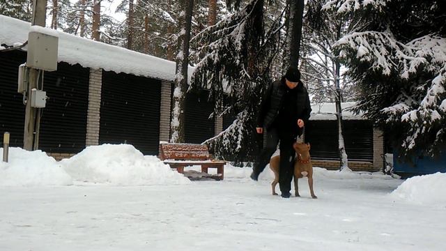 Питбуль Ася  1 год  American pit bull terrier Asya