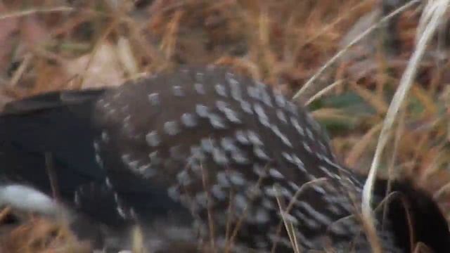 Дрозд кушает травку смотреть онлайн