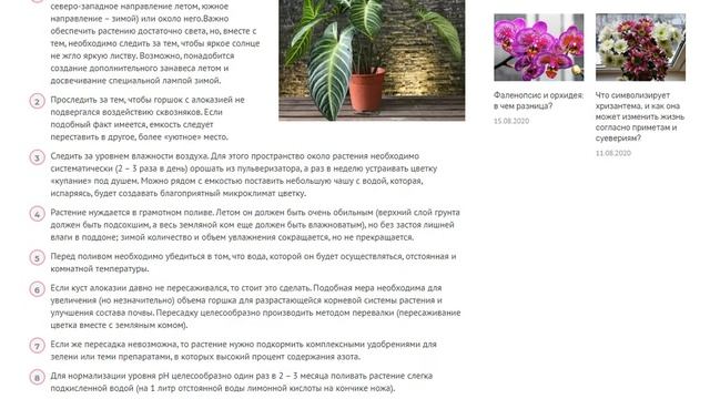 У алоказии желтеют листья: почему это происходит и что делать для лечения этой и других болезней? смотреть онлайн