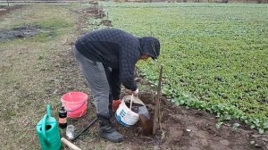 Посадка саженцев фундука от А до Я / Фундук-сад!!! planting hazelnuts
