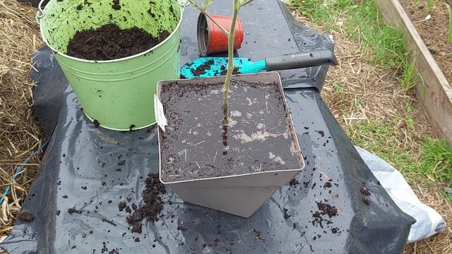 Je plante mes tomates Minibel en pot : 26 Mai 2022 смотреть онлайн